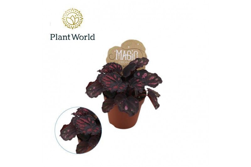 Begonia blad magic colours etna Begonia rex Etna 8,5cm 3 pp Begonia blad magic colours etna Begonia rex Etna 8,5cm 3 pp