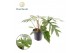 Philodendron mayoi 