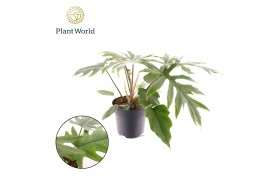 Philodendron mayoi