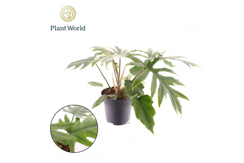 Philodendron mayoi 