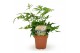 Doryopteris pedata 