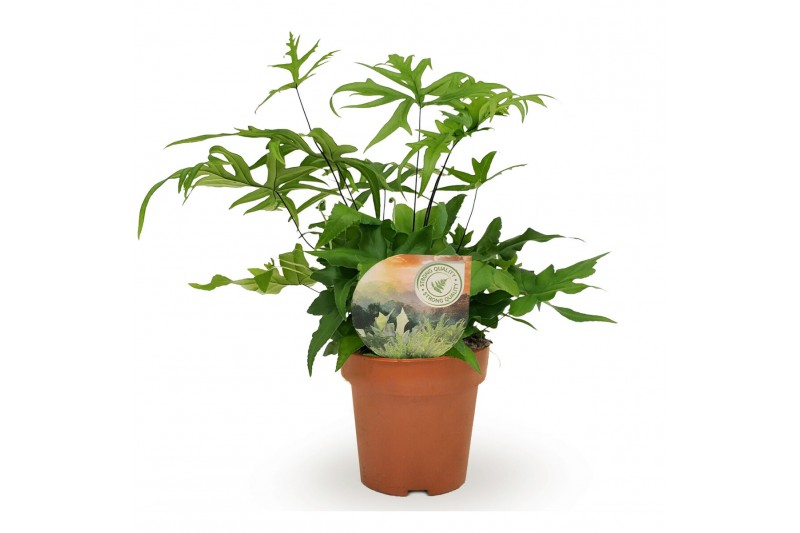 Doryopteris pedata 