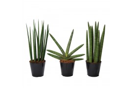 Sansevieria mix happy