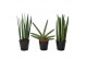 Sansevieria mix happy 