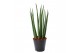 Sansevieria cylindrica bacularis 