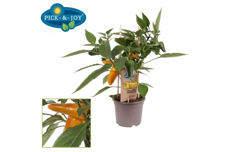Capsicum annuum paprika pick&joy snack pepper yellow 