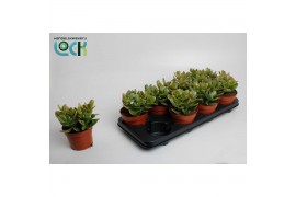 Crassula ovata sunset