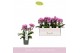 Phalaenopsis multiflora boquetto delight 3-5 tak 