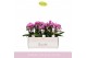 Phalaenopsis multiflora boquetto delight 3-5 tak 
