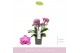 Phalaenopsis multiflora boquetto delight 3-5 tak 