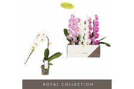 Phalaenopsis mix Formidablo Mix - 1 tak, 12+ bloem