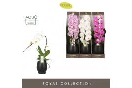 Phalaenopsis mix Formidablo Mix - 1 tak, 12+ bloem - Abruzzo Black Aqu