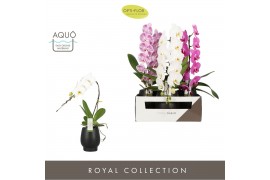 Phalaenopsis mix Formidablo Mix - 1 tak, 12+ bloem - Abruzzo Black Aqu