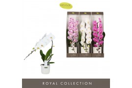 Phalaenopsis mix Formidablo Mix - 1 tak, 12+ bloem - Lazio White - Sho