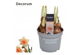 Narcissus Narcis Peaches and Cream