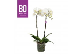 Phalaenopsis wit BO - King White - 80cm - 2 tak ,13+ bloem