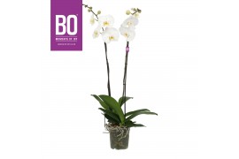 Phalaenopsis wit BO - King White - >100cm - 2 tak, 14+ bloem