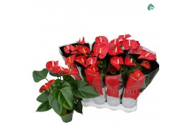 Anthurium andr. madural red royal 5+
