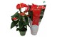 Anthurium andr. madural red royal 5+ 