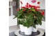 Anthurium andr. madural red royal 5+ 