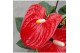 Anthurium andr. madural red royal 5+ 