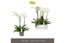 Phalaenopsis wit Fortuno Largo - 3 tak, 18+ bloem