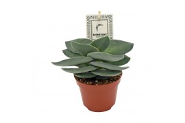 Crassula boomerang + etiket