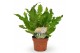 Asplenium nidus campio 
