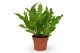 Asplenium nidus campio 