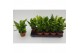 Asplenium nidus campio 