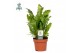 Asplenium nidus campio Air So Pure 