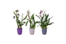Orchideeen mix autumn 2 tak in keramiek