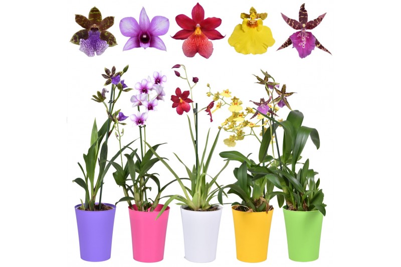 Orchidee Budget mix 1 tak kort met gekleurd plastic pot Orchidee Budget mix 1 tak kort met gekleurd plastic pot