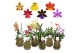 Orchidee Forest Orchids 2 tak 14 cm met terracotta schaal 