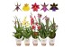 Orchidee mix 2 tak 