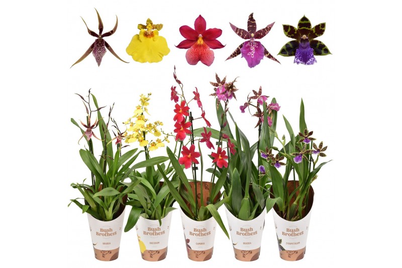 Orchidee mix 2 tak 