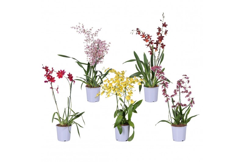 Orchidee Toef mix 17 cm 2 tak 
