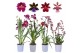 Orchidee geurmix 2 tak 