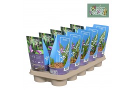 Bletilla garden orchids met potcover