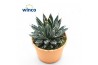 Agave victoriae-reginae