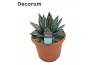 Agave victoriae-reginae decorum