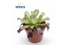 Aeonium Aeonium Ab. Velours