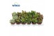 Crassula mix 