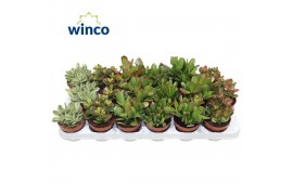 Crassula mix