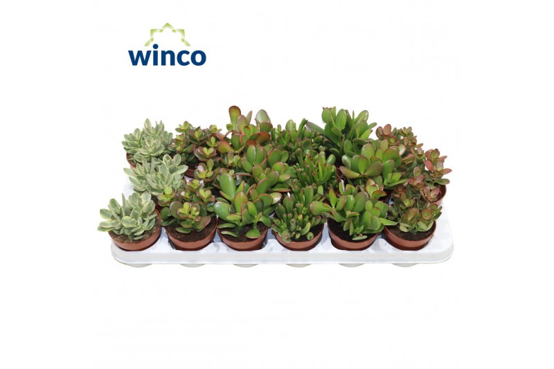 Crassula mix 