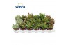 Crassula mix