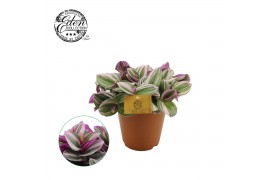 Tradescantia albiflora nanouk