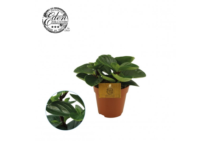 Peperomia obtusifolia red canyon 