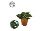 Peperomia obtusifolia red canyon