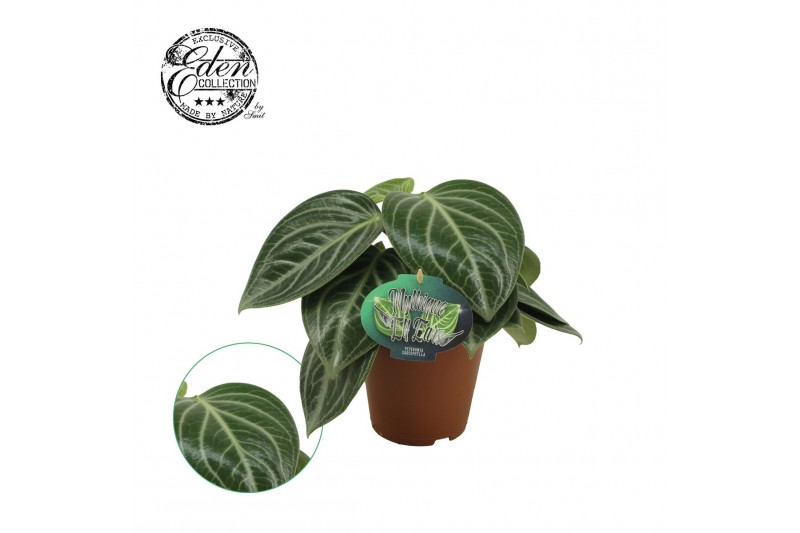 Peperomia sacrophylla 